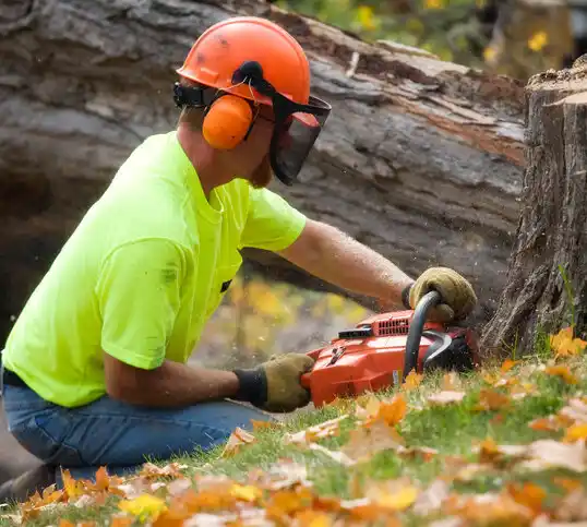 tree services Wappingers Falls